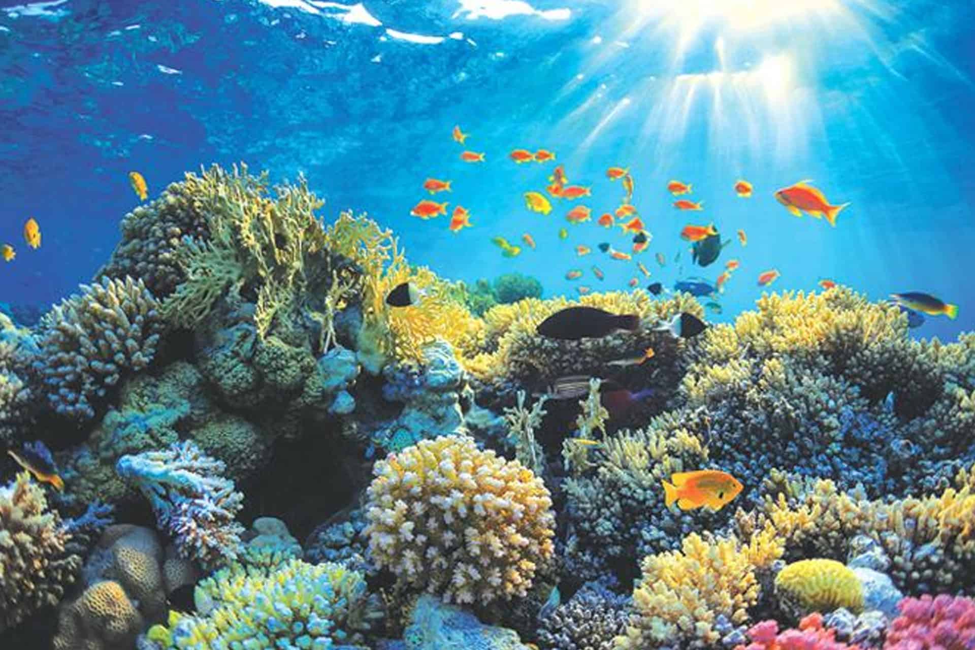 Hikkaduwa-Coral-Reef