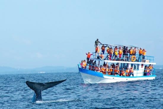 Whale-Watching-Mirissa-Sri-Lanka